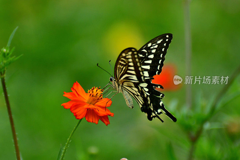 蝴蝶和橙色/黄色的宇宙花